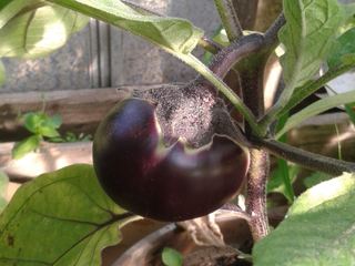 duesselgruen Garten mit Aubergine